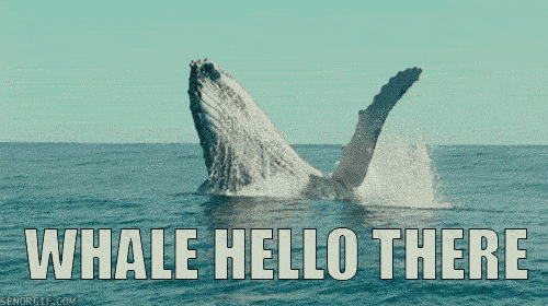 animated gif of a whale waving to the camera saying "whale hello there" to parallel the pun of the "light at the end of the funnel" joke above